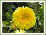 Seminte profesionale Calendula officinalis - Galbenele - imagine 49097